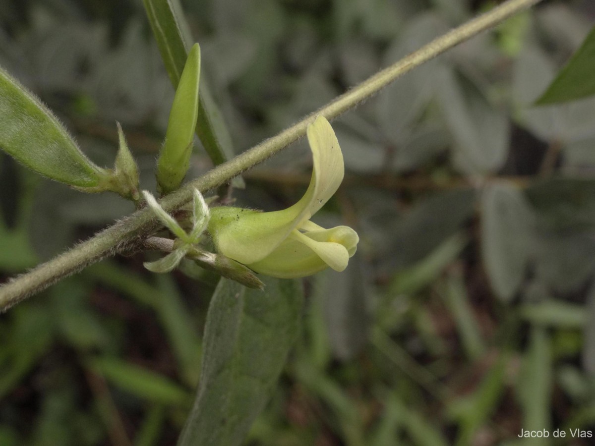 Macrotyloma uniflorum (Lam.) Verdc.